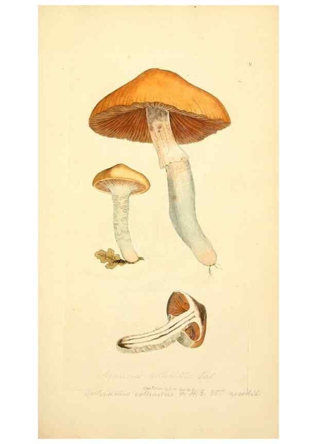 Reproducción/Reproduction 8229333815: Coloured figures of English fungi or mushrooms.. London,Printed by J. Davis,1797-[1809]