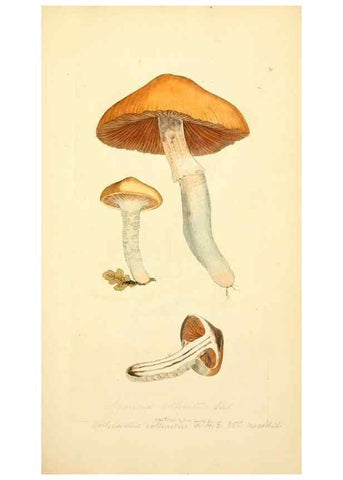 Reproducción/Reproduction 8229333815: Coloured figures of English fungi or mushrooms.. London,Printed by J. Davis,1797-[1809]