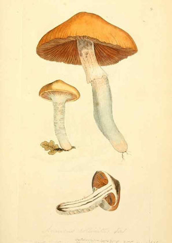 Reproducción/Reproduction 8229333815: Coloured figures of English fungi or mushrooms.. London,Printed by J. Davis,1797-[1809]