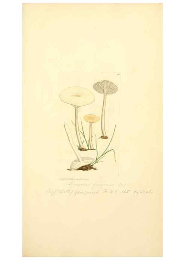 Reproducción/Reproduction 8229334469: Coloured figures of English fungi or mushrooms.. London,Printed by J. Davis,1797-[1809]