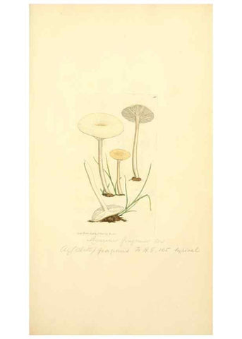 Reproducción/Reproduction 8229334469: Coloured figures of English fungi or mushrooms.. London,Printed by J. Davis,1797-[1809]