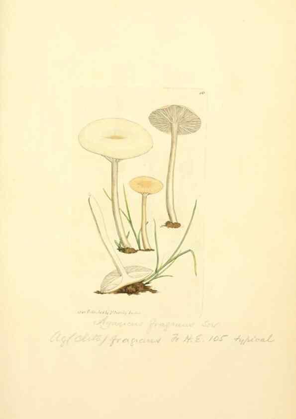 Reproducción/Reproduction 8229334469: Coloured figures of English fungi or mushrooms.. London,Printed by J. Davis,1797-[1809]