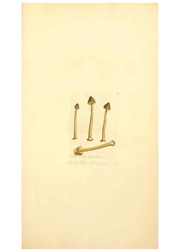 Reproducción/Reproduction 8230399814: Coloured figures of English fungi or mushrooms.. London,Printed by J. Davis,1797-[1809]