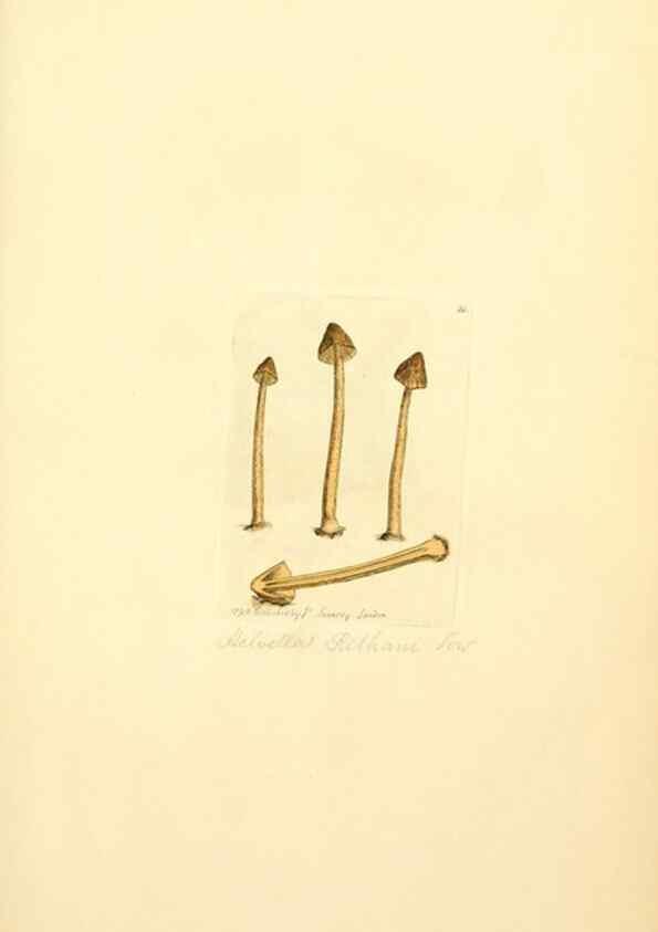 Reproducción/Reproduction 8230399814: Coloured figures of English fungi or mushrooms.. London,Printed by J. Davis,1797-[1809]