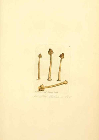 Reproducción/Reproduction 8230399814: Coloured figures of English fungi or mushrooms.. London,Printed by J. Davis,1797-[1809]