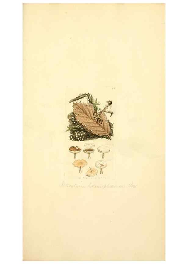Reproducción/Reproduction 8230400298: Coloured figures of English fungi or mushrooms.. London,Printed by J. Davis,1797-[1809]