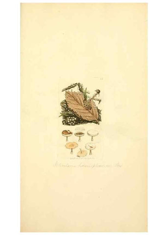 Reproducción/Reproduction 8230400298: Coloured figures of English fungi or mushrooms.. London,Printed by J. Davis,1797-[1809]