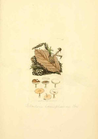 Reproducción/Reproduction 8230400298: Coloured figures of English fungi or mushrooms.. London,Printed by J. Davis,1797-[1809]