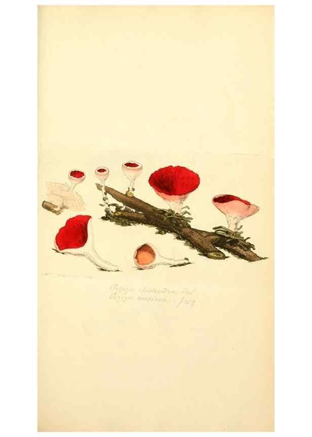 Reproducción/Reproduction 8229335801: Coloured figures of English fungi or mushrooms.. London,Printed by J. Davis,1797-[1809]