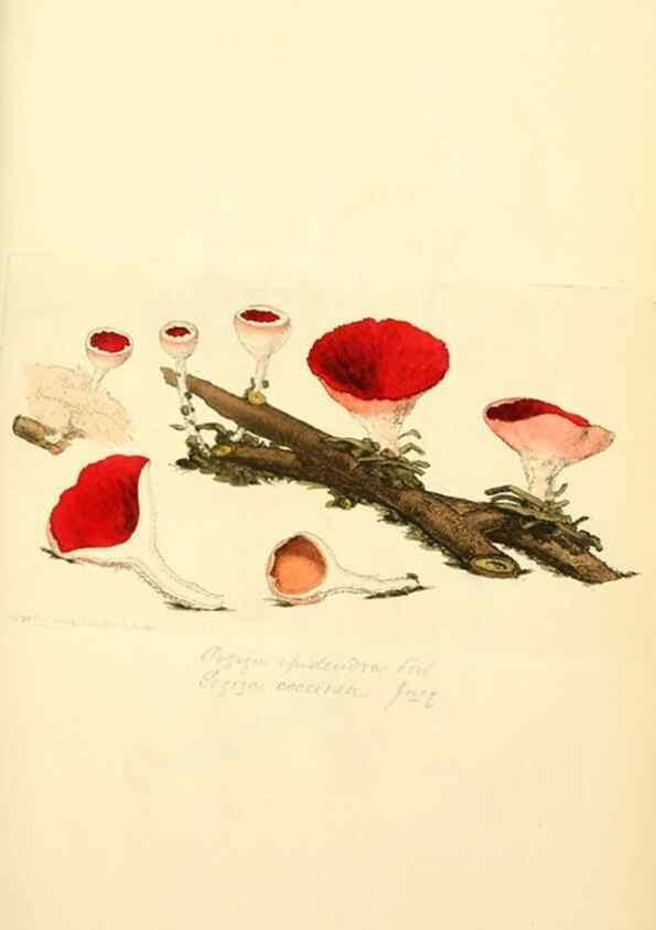 Reproducción/Reproduction 8229335801: Coloured figures of English fungi or mushrooms.. London,Printed by J. Davis,1797-[1809]
