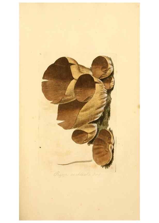 Reproducción/Reproduction 8229331367: Coloured figures of English fungi or mushrooms.. London,Printed by J. Davis,1797-[1809]