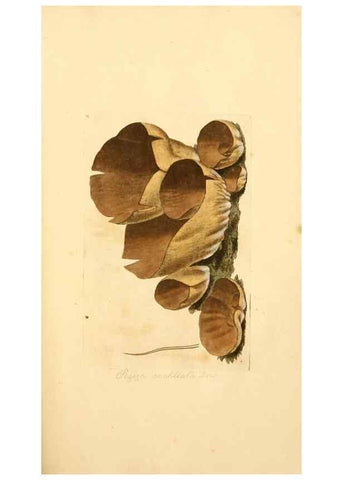 Reproducción/Reproduction 8229331367: Coloured figures of English fungi or mushrooms.. London,Printed by J. Davis,1797-[1809]