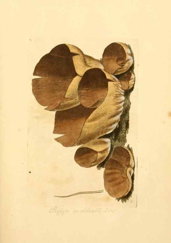 Reproducción/Reproduction 8229331367: Coloured figures of English fungi or mushrooms.. London,Printed by J. Davis,1797-[1809]