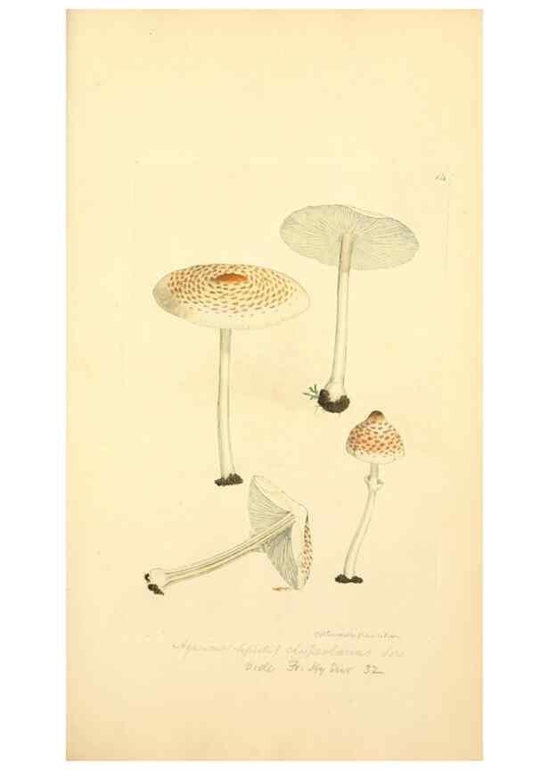 Reproducción/Reproduction 8230401456: Coloured figures of English fungi or mushrooms.. London,Printed by J. Davis,1797-[1809]