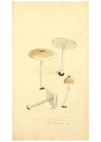 Reproducción/Reproduction 8230401456: Coloured figures of English fungi or mushrooms.. London,Printed by J. Davis,1797-[1809]