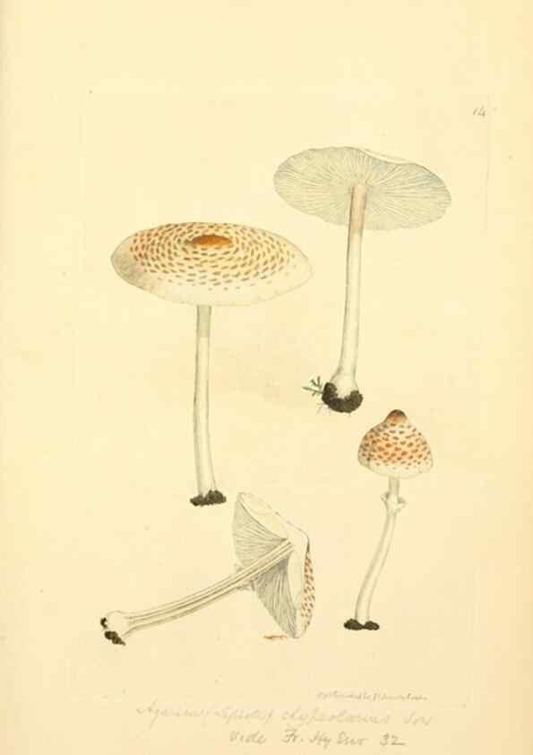 Reproducción/Reproduction 8230401456: Coloured figures of English fungi or mushrooms.. London,Printed by J. Davis,1797-[1809]
