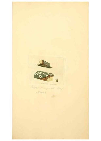 Reproducción/Reproduction 8230402620: Coloured figures of English fungi or mushrooms.. London,Printed by J. Davis,1797-[1809]