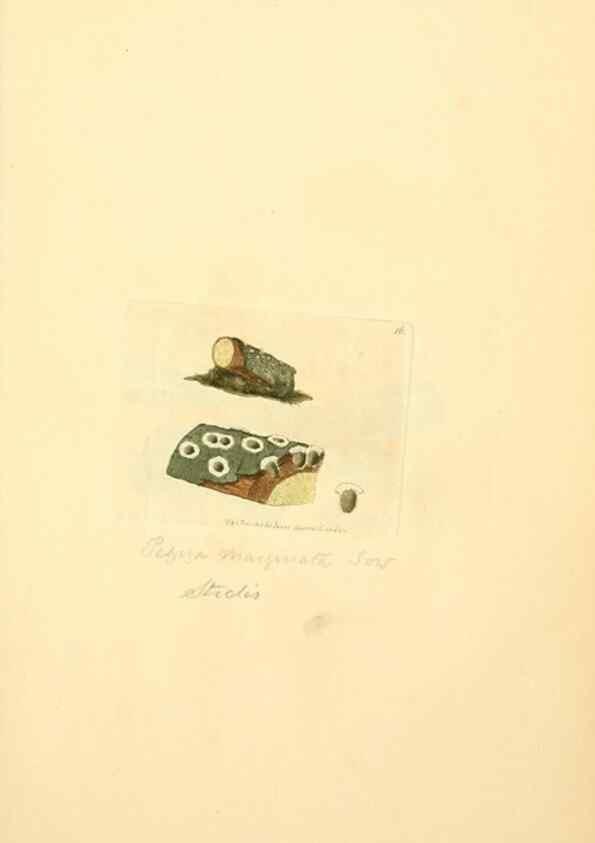Reproducción/Reproduction 8230402620: Coloured figures of English fungi or mushrooms.. London,Printed by J. Davis,1797-[1809]