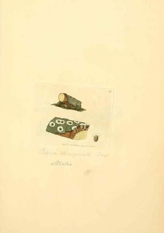 Reproducción/Reproduction 8230402620: Coloured figures of English fungi or mushrooms.. London,Printed by J. Davis,1797-[1809]