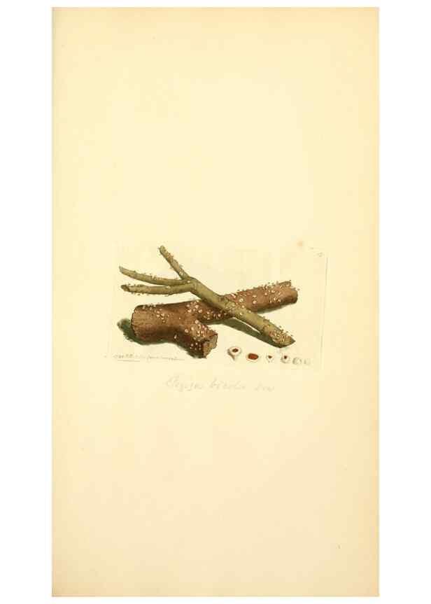 Reproducción/Reproduction 8230403124: Coloured figures of English fungi or mushrooms.. London,Printed by J. Davis,1797-[1809]