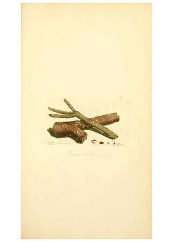Reproducción/Reproduction 8230403124: Coloured figures of English fungi or mushrooms.. London,Printed by J. Davis,1797-[1809]