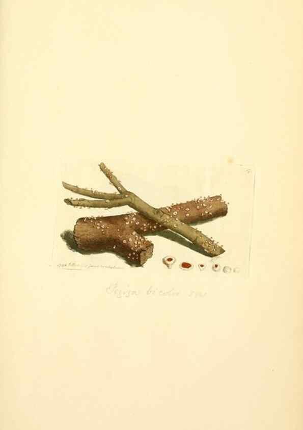Reproducción/Reproduction 8230403124: Coloured figures of English fungi or mushrooms.. London,Printed by J. Davis,1797-[1809]