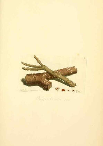Reproducción/Reproduction 8230403124: Coloured figures of English fungi or mushrooms.. London,Printed by J. Davis,1797-[1809]