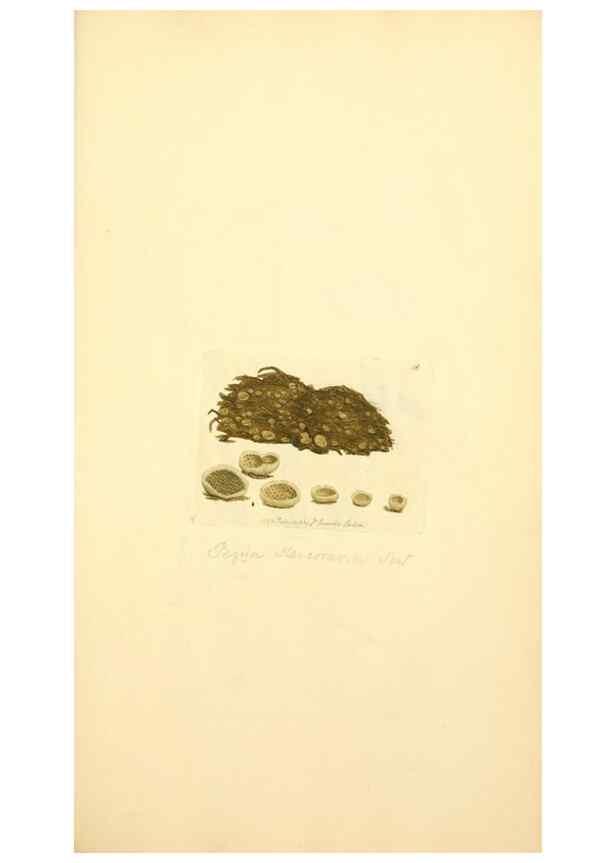 Reproducción/Reproduction 8230403552: Coloured figures of English fungi or mushrooms.. London,Printed by J. Davis,1797-[1809]