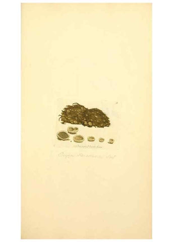 Reproducción/Reproduction 8230403552: Coloured figures of English fungi or mushrooms.. London,Printed by J. Davis,1797-[1809]
