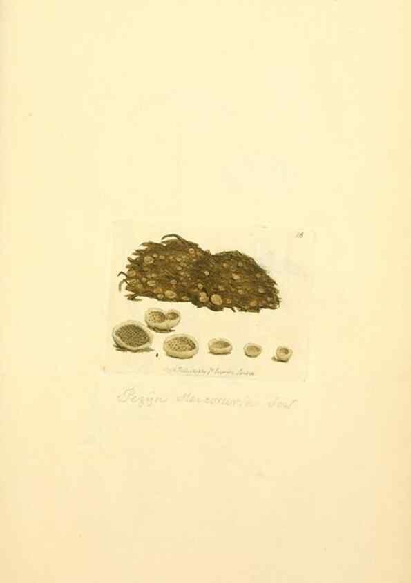 Reproducción/Reproduction 8230403552: Coloured figures of English fungi or mushrooms.. London,Printed by J. Davis,1797-[1809]
