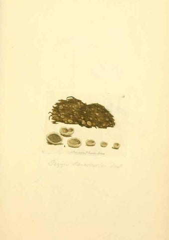 Reproducción/Reproduction 8230403552: Coloured figures of English fungi or mushrooms.. London,Printed by J. Davis,1797-[1809]