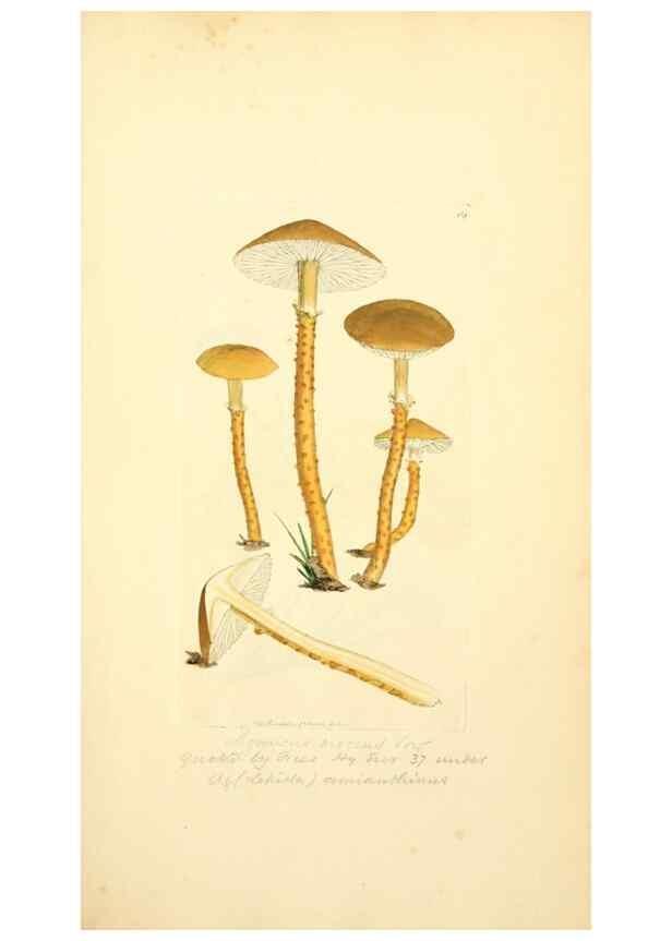 Reproducción/Reproduction 8229339043: Coloured figures of English fungi or mushrooms.. London,Printed by J. Davis,1797-[1809]