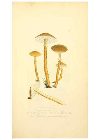 Reproducción/Reproduction 8229339043: Coloured figures of English fungi or mushrooms.. London,Printed by J. Davis,1797-[1809]