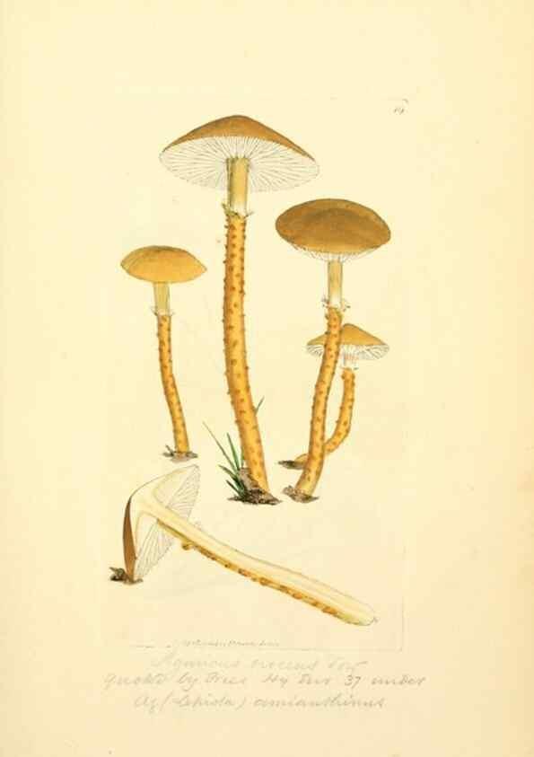 Reproducción/Reproduction 8229339043: Coloured figures of English fungi or mushrooms.. London,Printed by J. Davis,1797-[1809]