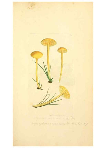 Reproducción/Reproduction 8229339479: Coloured figures of English fungi or mushrooms.. London,Printed by J. Davis,1797-[1809]