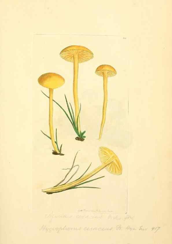 Reproducción/Reproduction 8229339479: Coloured figures of English fungi or mushrooms.. London,Printed by J. Davis,1797-[1809]