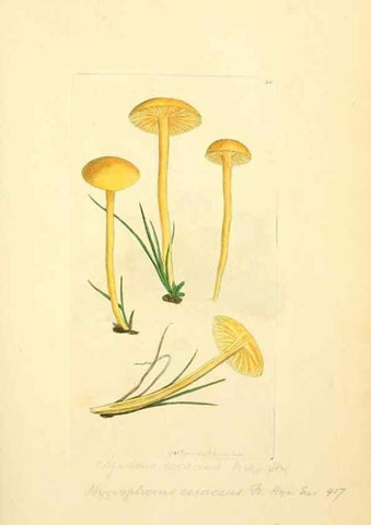 Reproducción/Reproduction 8229339479: Coloured figures of English fungi or mushrooms.. London,Printed by J. Davis,1797-[1809]