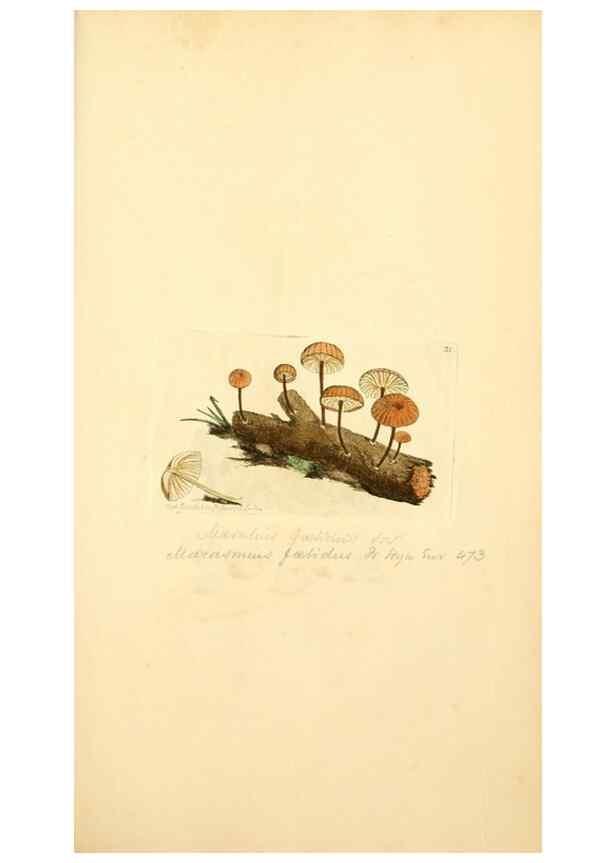 Reproducción/Reproduction 8230405236: Coloured figures of English fungi or mushrooms.. London,Printed by J. Davis,1797-[1809]