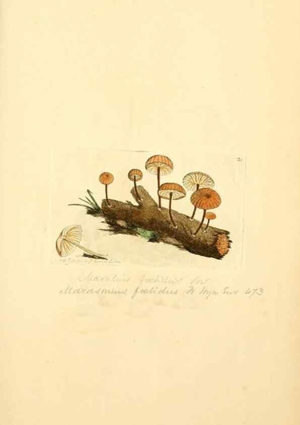 Reproducción/Reproduction 8230405236: Coloured figures of English fungi or mushrooms.. London,Printed by J. Davis,1797-[1809]