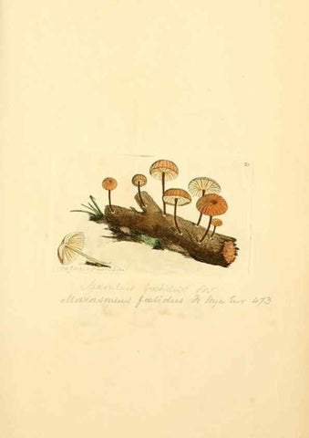 Reproducción/Reproduction 8230405236: Coloured figures of English fungi or mushrooms.. London,Printed by J. Davis,1797-[1809]