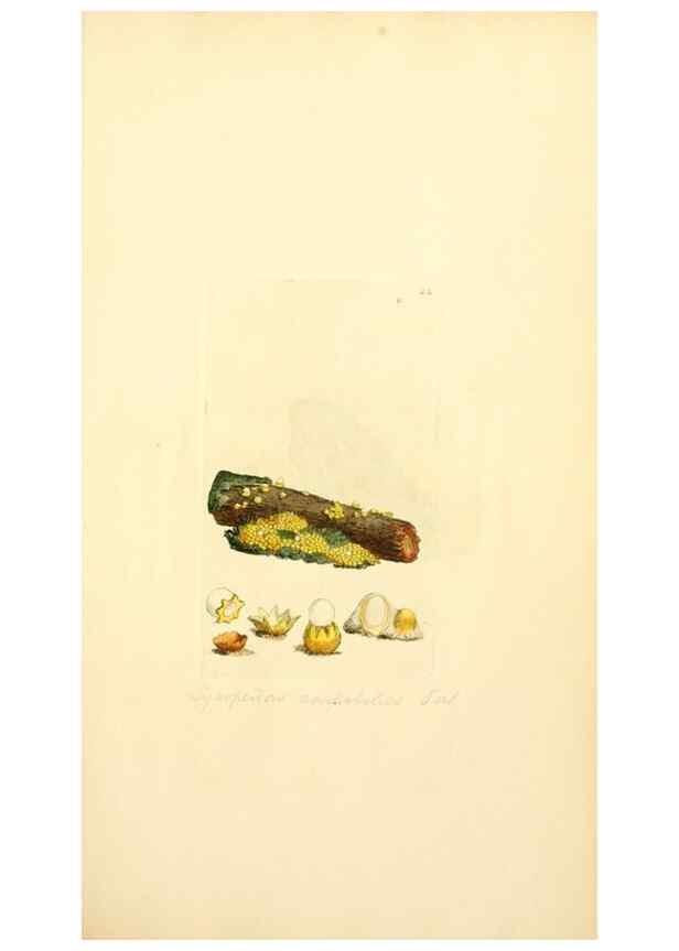 Reproducción/Reproduction 8229340503: Coloured figures of English fungi or mushrooms.. London,Printed by J. Davis,1797-[1809]