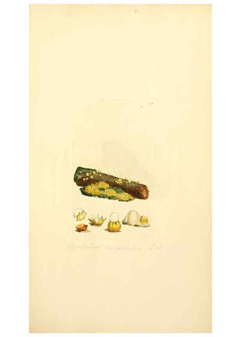 Reproducción/Reproduction 8229340503: Coloured figures of English fungi or mushrooms.. London,Printed by J. Davis,1797-[1809]