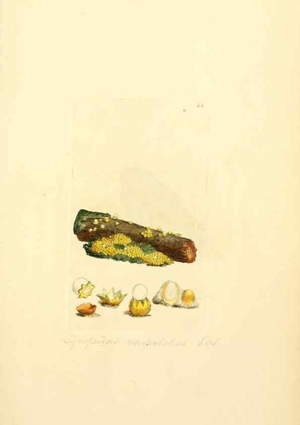Reproducción/Reproduction 8229340503: Coloured figures of English fungi or mushrooms.. London,Printed by J. Davis,1797-[1809]