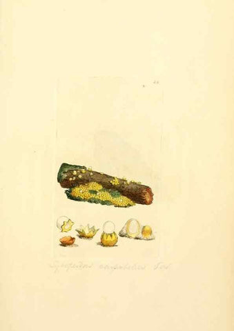 Reproducción/Reproduction 8229340503: Coloured figures of English fungi or mushrooms.. London,Printed by J. Davis,1797-[1809]
