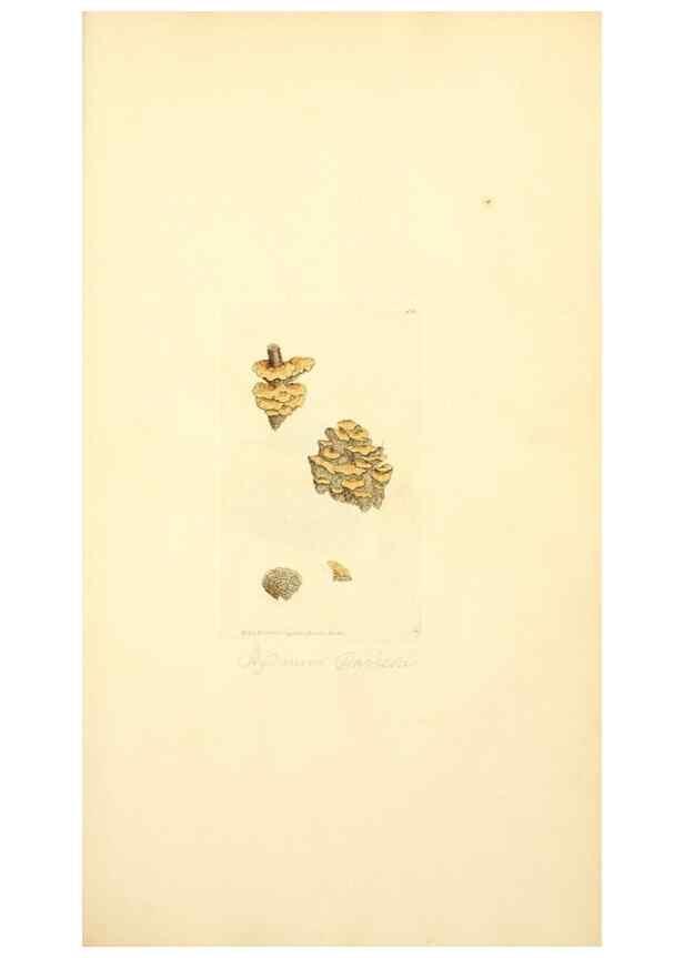 Reproducción/Reproduction 8229336931: Coloured figures of English fungi or mushrooms.. London,Printed by J. Davis,1797-[1809]