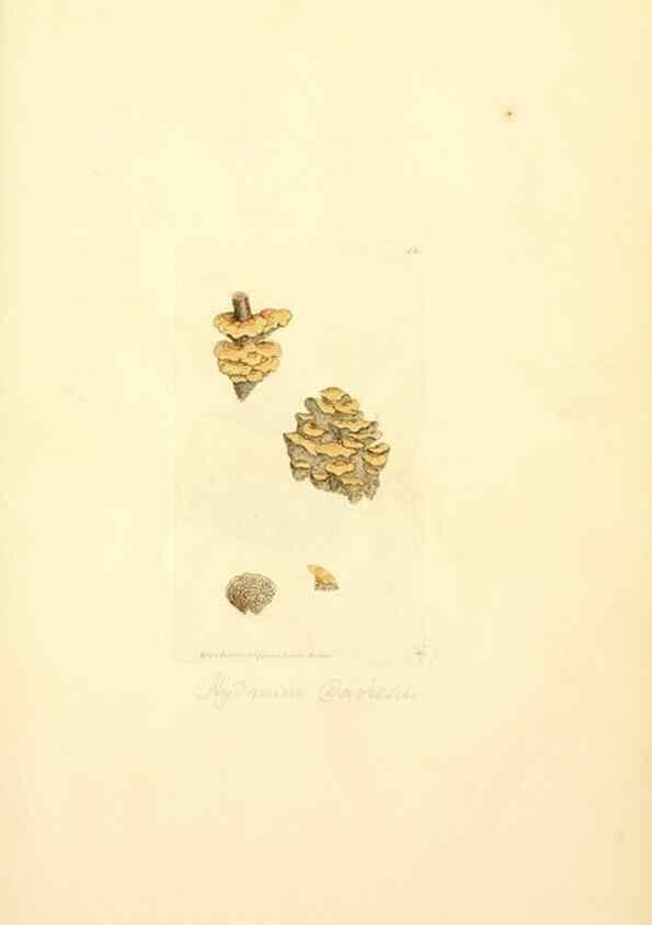 Reproducción/Reproduction 8229336931: Coloured figures of English fungi or mushrooms.. London,Printed by J. Davis,1797-[1809]