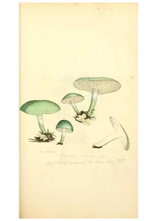 Reproducción/Reproduction 8229350213: Coloured figures of English fungi or mushrooms.. London,Printed by J. Davis,1797-[1809]