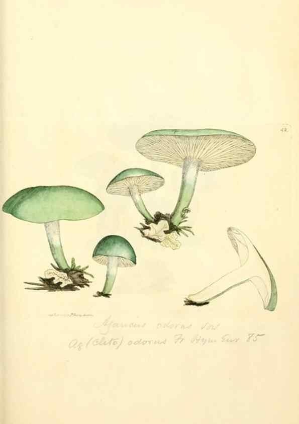Reproducción/Reproduction 8229350213: Coloured figures of English fungi or mushrooms.. London,Printed by J. Davis,1797-[1809]