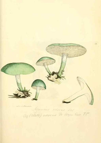 Reproducción/Reproduction 8229350213: Coloured figures of English fungi or mushrooms.. London,Printed by J. Davis,1797-[1809]
