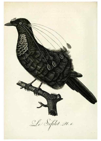 Reproducción/Reproduction 8221442714: Histoire naturelle et générale des grimpereaux et des oiseaux de paradis /. Paris :Desray ,an XI = 1802.